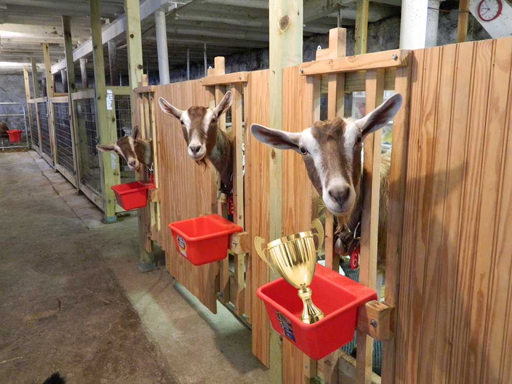 Click image for larger version

Name:	goatbarn.jpg
Views:	218
Size:	81.8 KB
ID:	81107