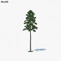 Click image for larger version

Name:	Loblolly_Pine_1000_0001.jpg
Views:	11373
Size:	30.3 KB
ID:	327618