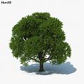 Click image for larger version

Name:	Oak_Tree_1000_0002.jpg
Views:	10410
Size:	93.3 KB
ID:	327619